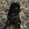 zephyrthegothpug