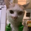 tapdimayconchozzz