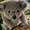 www.com.koala