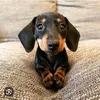 petsandplaytime