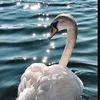 fine_77775