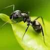 ant.1299