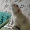 _mini_rat_1