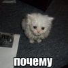 polkdolkik