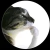 isagi40o