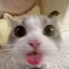 popka_cocka52