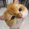 zzzzajwjsb