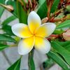 yasir_937_