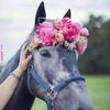 aisha.elsheiky