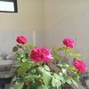 thidang369x