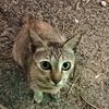 little_cat6