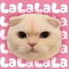 yttachuazzz_