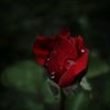 hana_maryam11