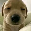 user.depzaiok