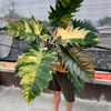 daun.abadi