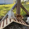 chickchickbloom