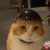 bisphenolcat