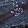 🎐 Mộng Hồi Giang Nam-梦回江南 🏮