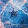 blue_ibell560