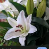 aliyah23456123