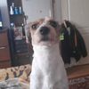 el_chapo883