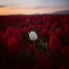 clara_123247