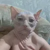 empeklaws