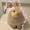 iam_kitty.1