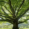 touchedtree