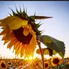 maria16girasol