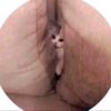 trunganhhong85