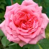 user124rys