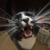 misosoop