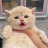 catshareshow