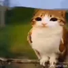 chunkycheedah