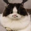 catnoiz7