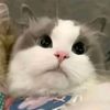 mochiuu1