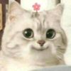 shammiafa7