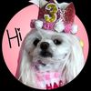 furrealmaltese