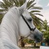 شيلات زواج _ترحيب-تخرج_مواليد