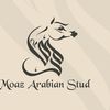 moaz.arabian.stud