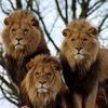 lion.brothears