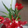 helena.perdigao4