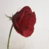 monica.santos0979