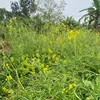ba.tuyt4