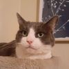 thegreycat1026