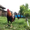 anggik2832
