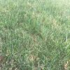 grass8660