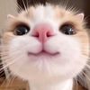 freecatofficial
