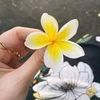 cute.pagli6379